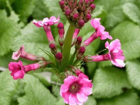 Primula japonica 'Miller's Crimson'