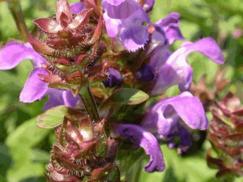 Prunella grand. 'Pink Loveliness'