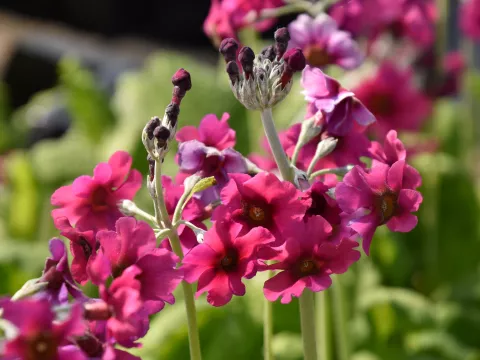 Primula pulverulenta (étage)