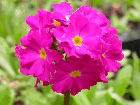 Primula dent. 'Rubin'