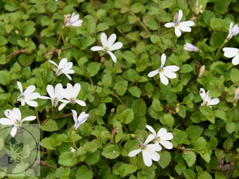 Pratia angulata 'Treadwellii'