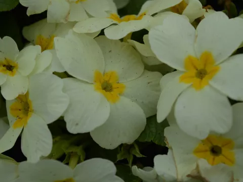 Primula vulgaris
