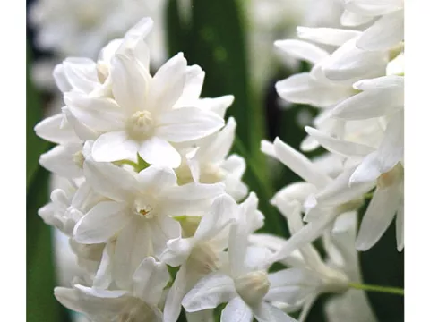 Puschkinia libanotica 'Alba'