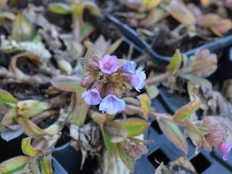 Pulmonaria ang. 'Azurea'