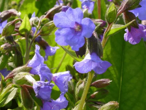 Pulmonaria 'Blue Ensign'