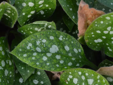 Pulmonaria sacch. 'Leopard'