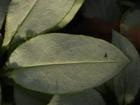 Pulmonaria 'Majesté'