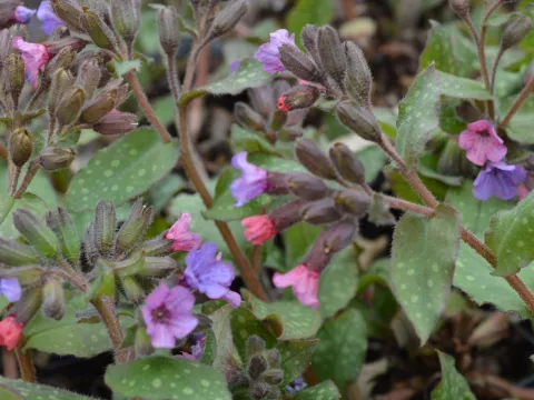 Pulmonaria sacch. 'Mrs Moon'