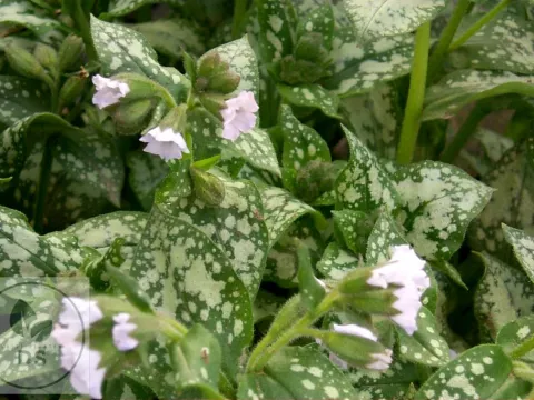 Pulmonaria 'Moonshine'