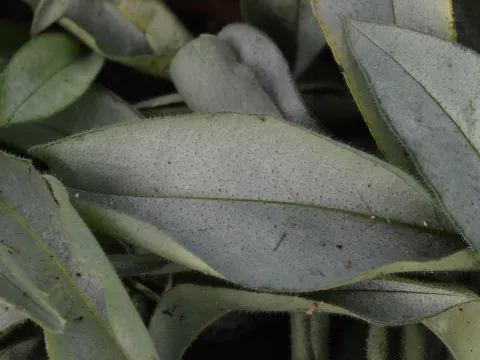 Pulmonaria 'Samourai'