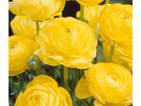 Ranunculus ranonkels 'Geel'