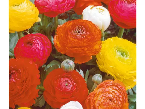 Ranunculus ranonkels 'Mix'