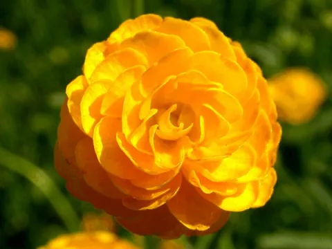 Ranunculus acris 'Multiplex'