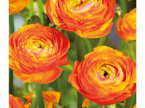 Ranunculus ranonkels 'Oranje'