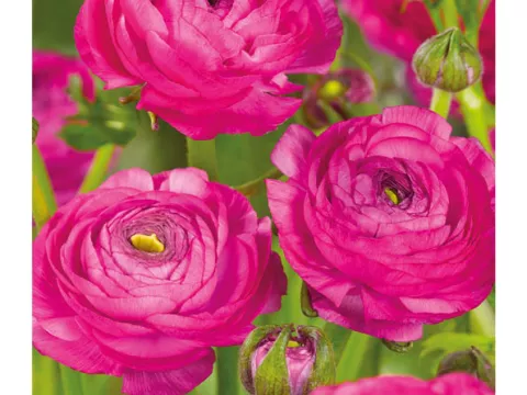 Ranunculus ranonkels 'Paars'
