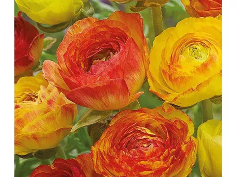 Ranunculus ranonkels 'Picotee Orange'