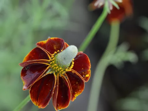 Ratibida column. var. pulcherrima