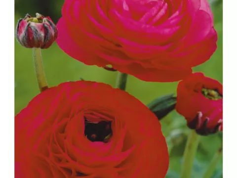 Ranunculus ranonkels 'Rood'
