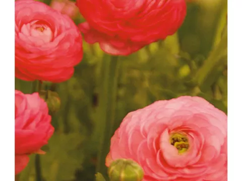 Ranunculus ranonkels 'Roze'
