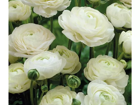 Ranunculus ranonkels 'Wit'