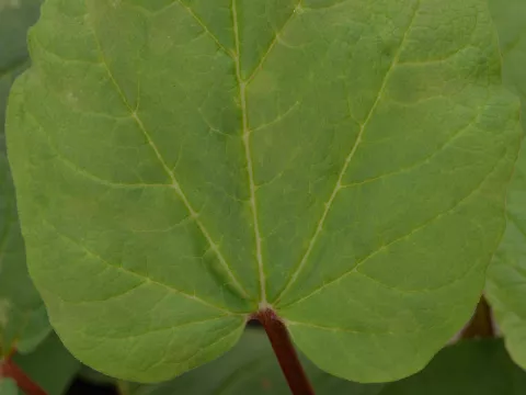 Rheum palmatum var. tanguticum