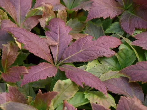 Rodgersia podophylla 'Braunlaub'