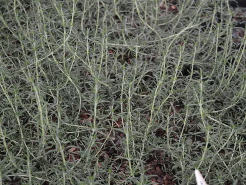 Rosmarinus off. 'Caprii'