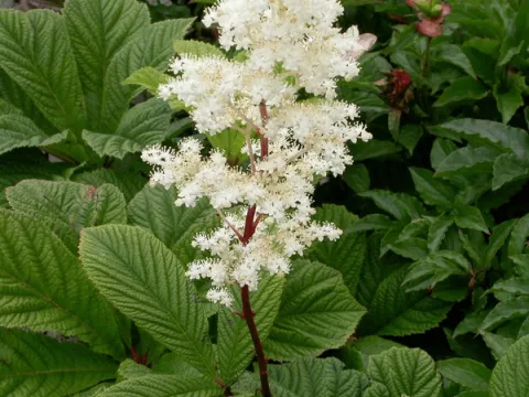 Rodgersia henrici