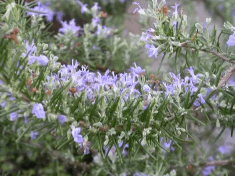 Rosmarinus off. 'Majorca Pink'