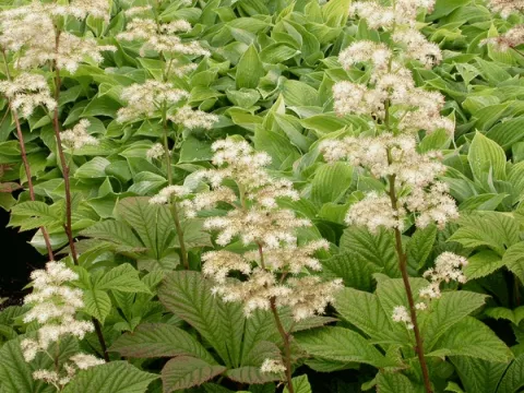 Rodgersia pinnata