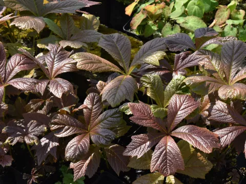 Rodgersia podophylla 'Rotlaub'