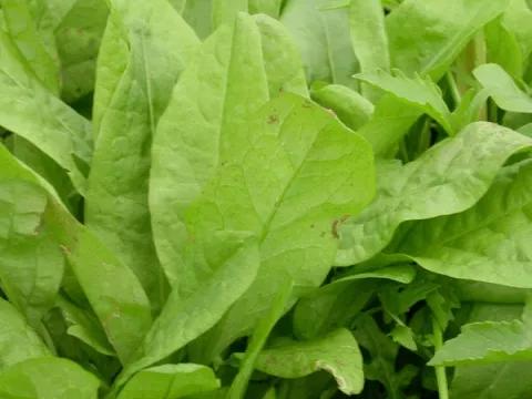Rumex acetosa (zurkel)