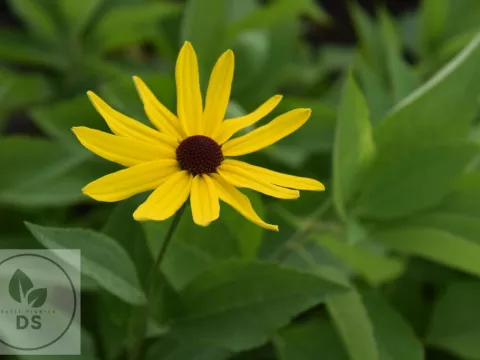 Rudbeckia subtomentosa