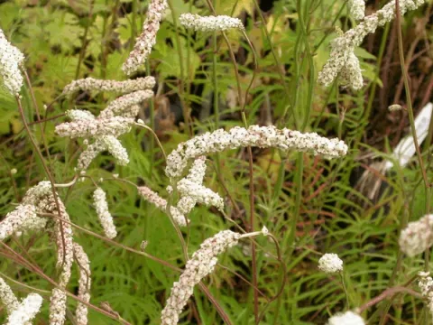 Sanguisorba tenuif. var. 'Alba'