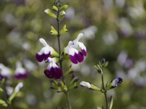Salvia greggii 'Amethyst Lips'