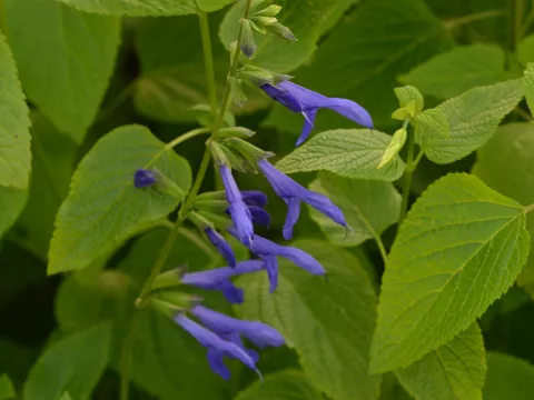 Salvia guaranitica 'Blue Engima'