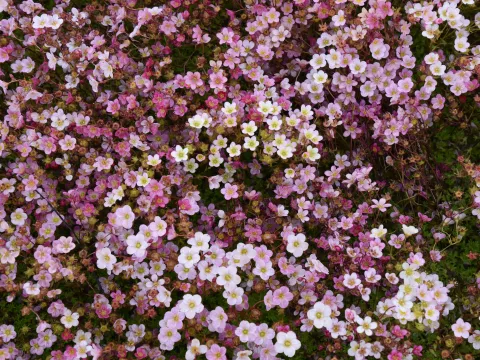 Saxifraga (A) 'Blütenteppich'