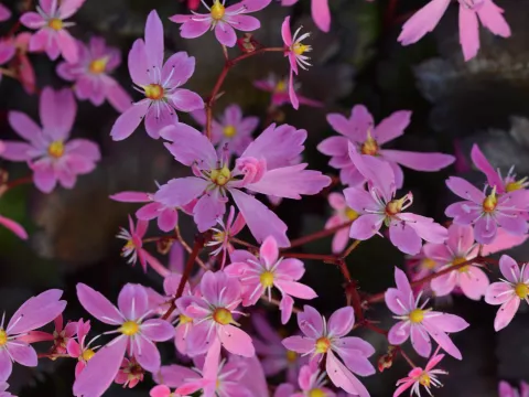 Saxifraga cortusifolia 'Black Ruby'