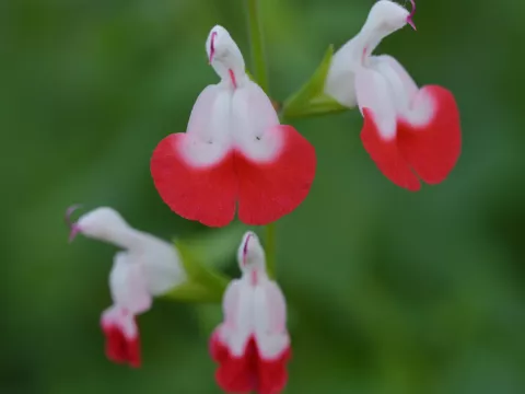 Salvia microphylla 'Hot Lips'
