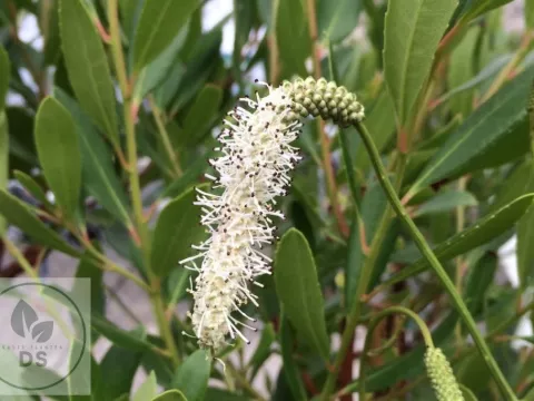 Sanguisorba tenuif. 'Korean Snow'