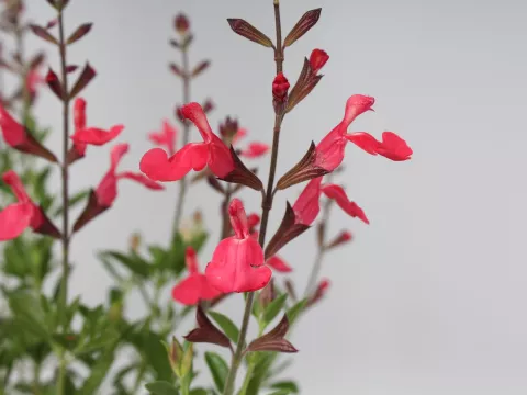 Salvia greggii 'Lipstick'