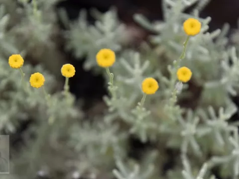 Santolina cham. 'Lambrook Silver'