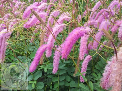 Sanguisorba hakusanensis 'Lilac Squirrel'