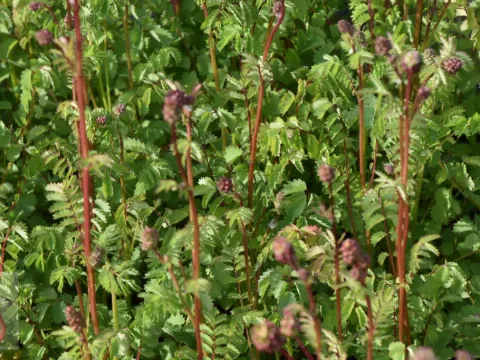 Sanguisorba minor (pimpernel)