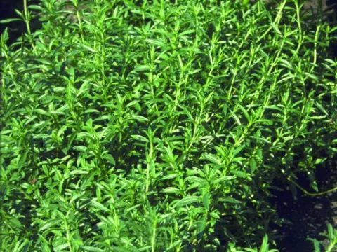 Satureja montana (bonekruid)