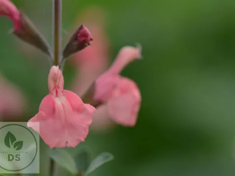 Salvia microphylla 'Papajan'
