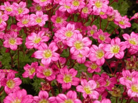 Saxifraga (A) 'Peter Pan'