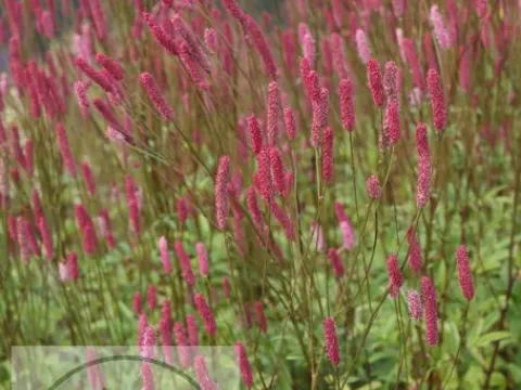Sanguisorba officinalis 'Pink Tanna'
