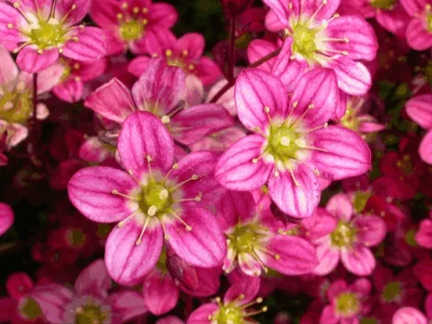Saxifraga (A) 'Purperteppich'