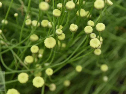 Santolina rosmarinifolia (virens)